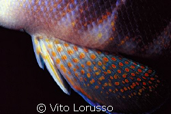 Fishs - Serranus hepatus (detail) by Vito Lorusso 